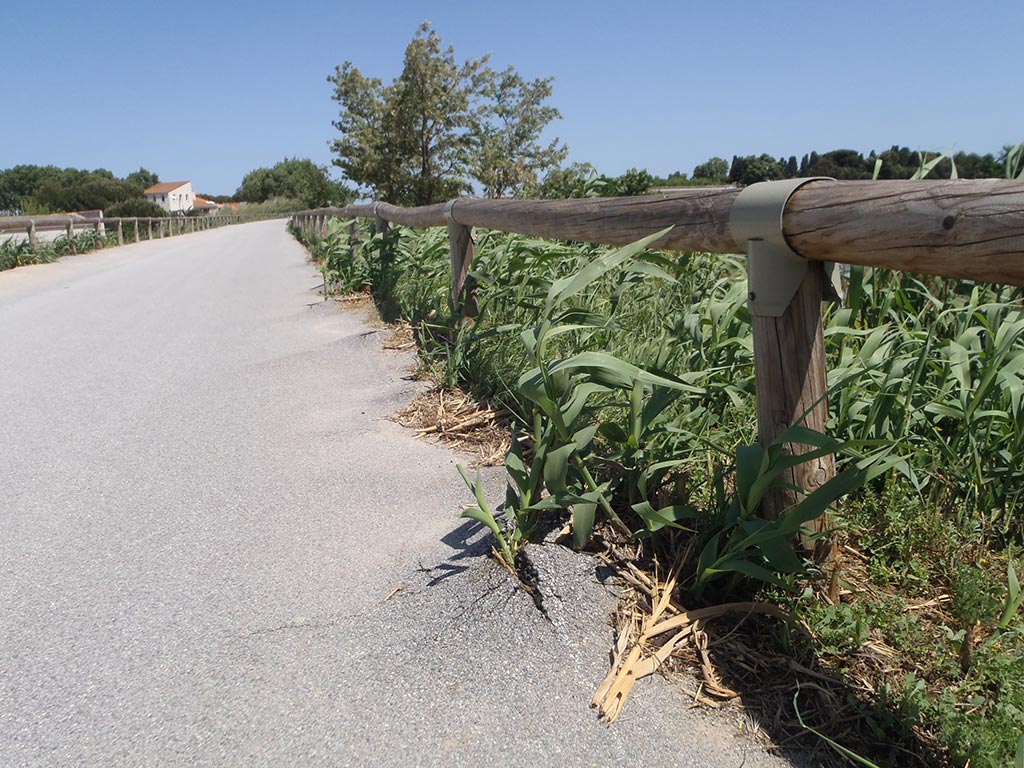 On voit clairement l'avancée des cannes de Provence sur le bitume.
